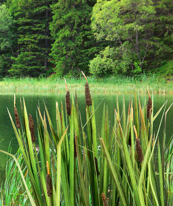 Model Scene: Bulrushes