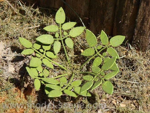Model Scene: Low Weed