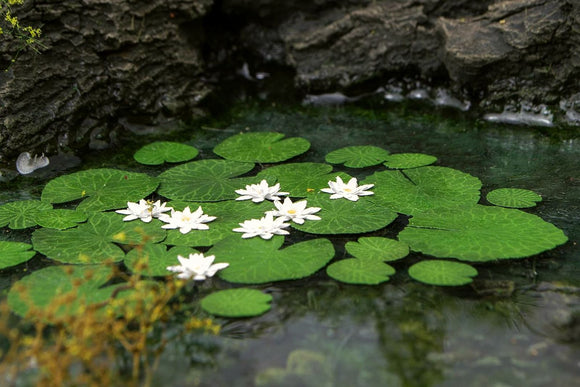 Model Scene: Waterlily